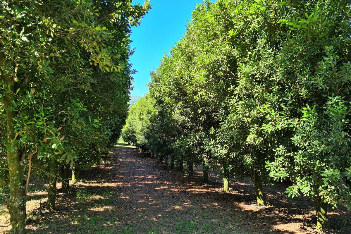 65Ha Macadamia Farm for Sale - Prime Agricultural Holding Near Nelspruit - Photo 2