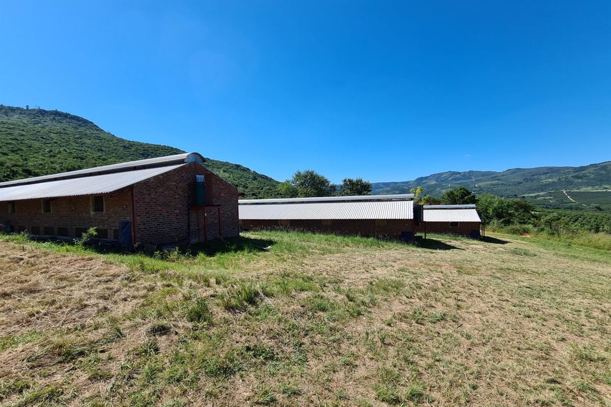 65Ha Macadamia Farm for Sale - Prime Agricultural Holding Near Nelspruit - Photo 3