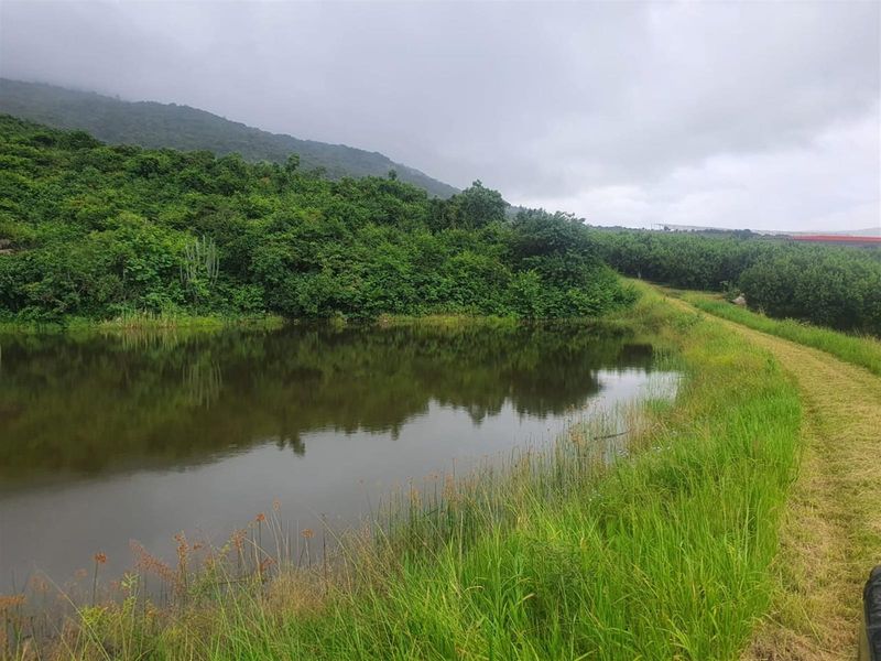 65Ha Macadamia Farm for Sale - Prime Agricultural Holding Near Nelspruit - Photo 8