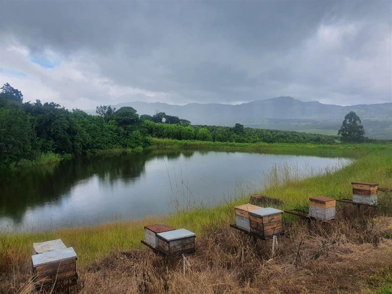 65Ha Macadamia Farm for Sale - Prime Agricultural Holding Near Nelspruit - Photo 6