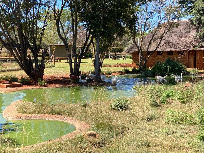 A scenic garden area featuring a natural pond, mature trees, and a rustic stone-walled building with a thatched roof on the small holding.