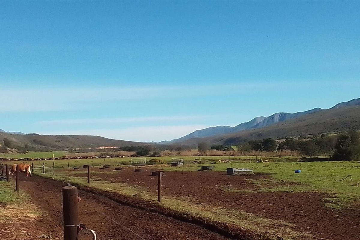 Dairy farm for sale in Kareedouw - Photo 4