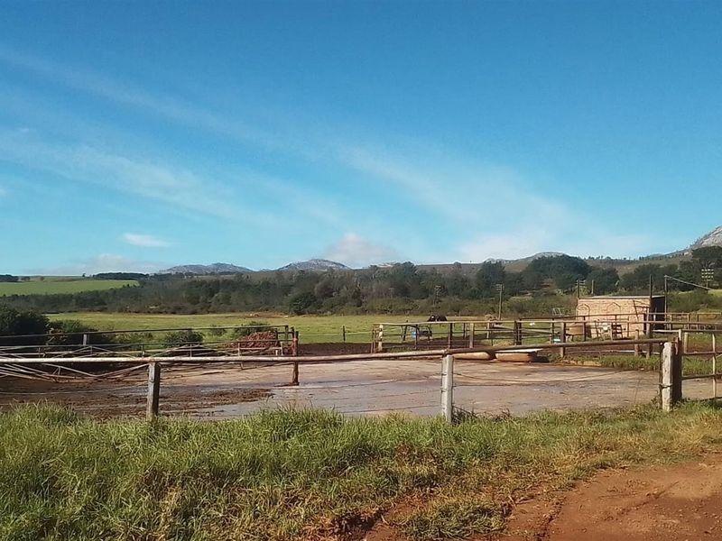 Dairy farm for sale Kareedouw - Photo 9