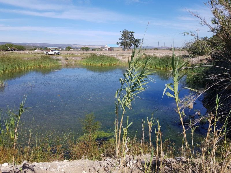 A natural farm pond surrounded by reeds and vegetation, offering a peaceful landscape view of the surrounding rural property.