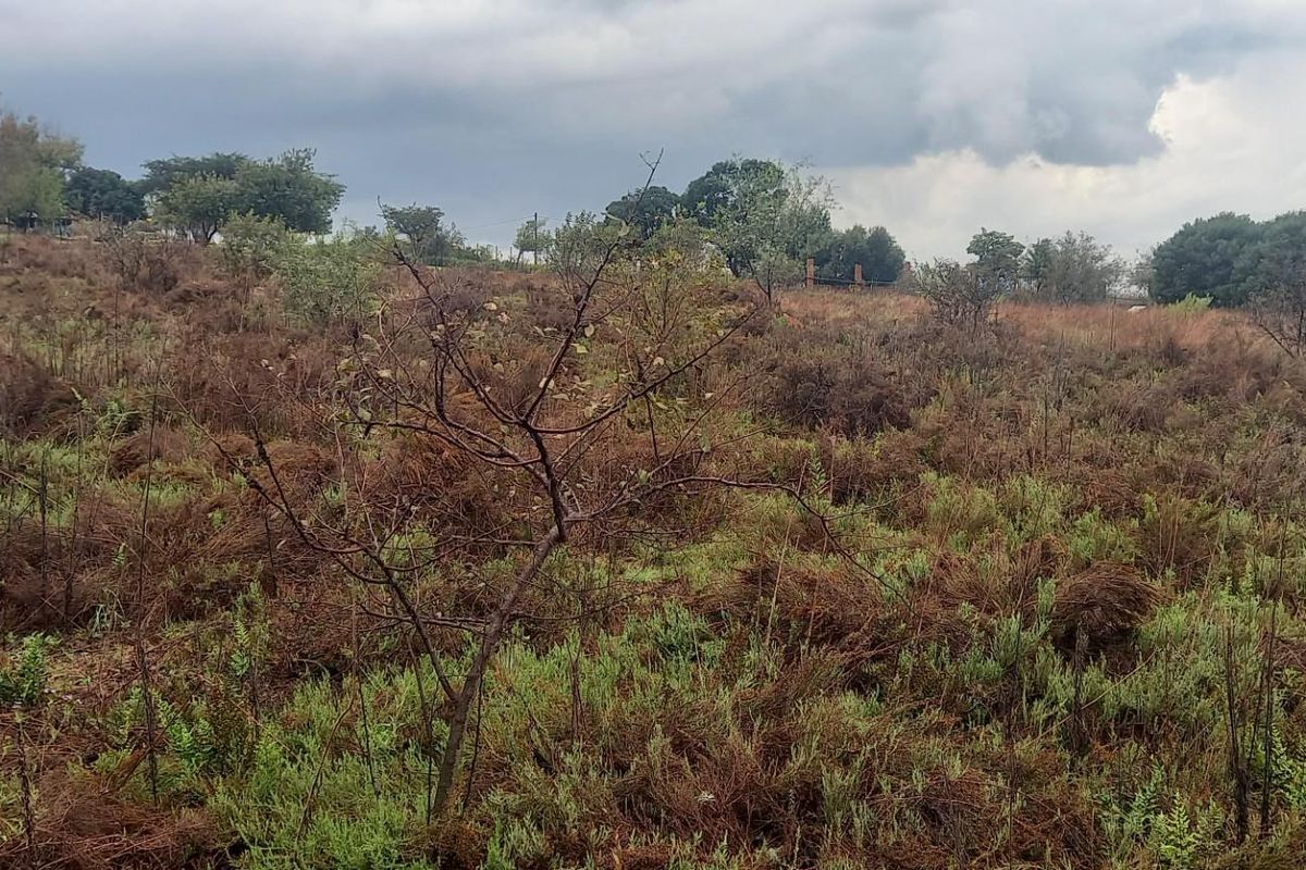 A view of the vacant residential land featuring natural vegetation and shrubs under an overcast sky.