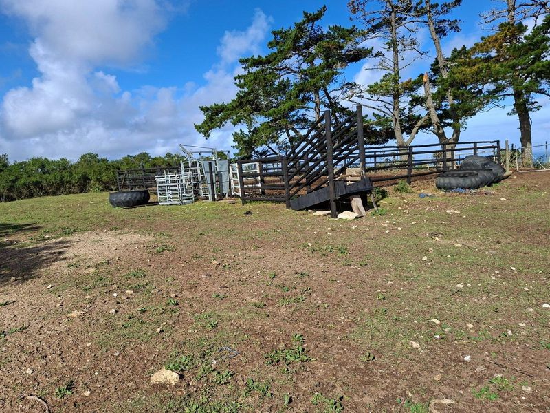 Outdoor farm area featuring livestock handling infrastructure, including a loading ramp and metal cattle pens set within a fenced paddock.