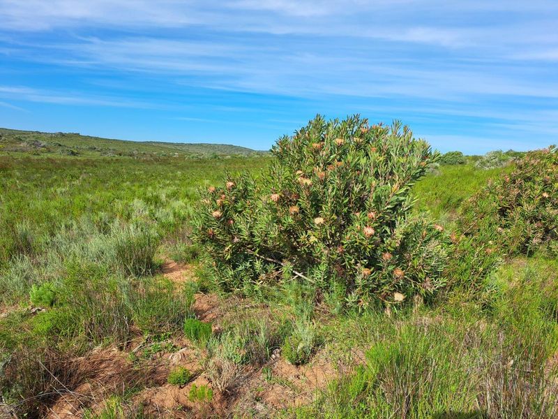 A scenic view of the natural landscape featuring indigenous fynbos vegetation and rolling hills under a clear blue sky.