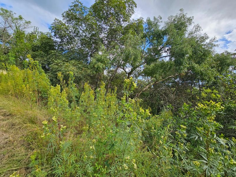 Vacant Land For Sale in Drum Rock Nelspruit - Photo 4