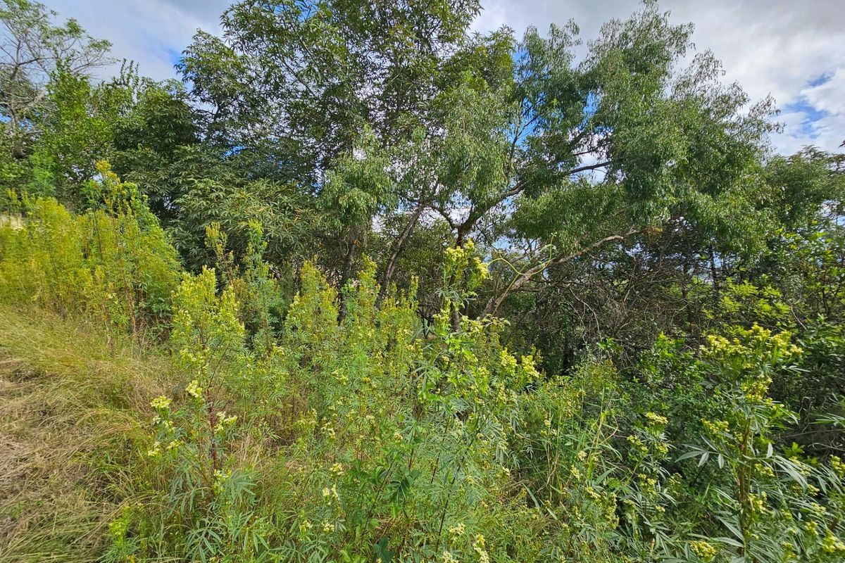Vacant Land For Sale in Drum Rock Nelspruit - Photo 4