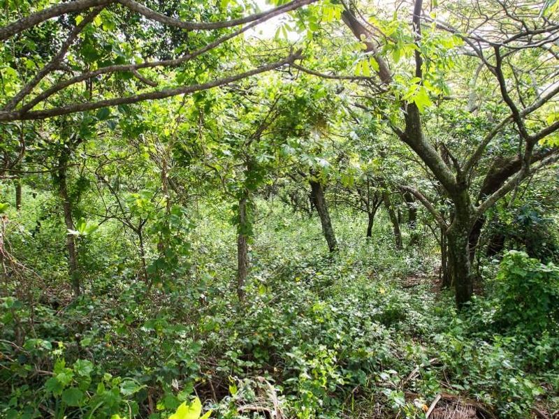 A view of a densely wooded garden area with mature trees and natural ground cover.