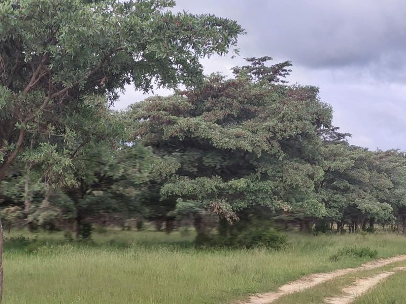 Exclusive 2-Hectare Bushveld Stand For Sale in Nyathi Wildlife Eco Estate, Vaalwater - Photo 9