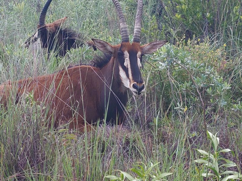 Exclusive 2-Hectare Bushveld Stand For Sale in Nyathi Wildlife Eco Estate, Vaalwater - Photo 6