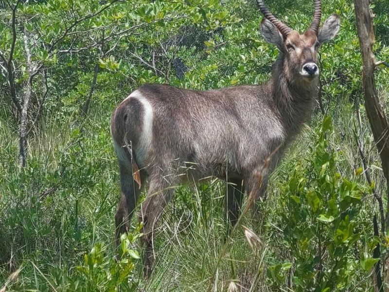 Exclusive 2-Hectare Bushveld Stand For Sale in Nyathi Wildlife Eco Estate, Vaalwater - Photo 8