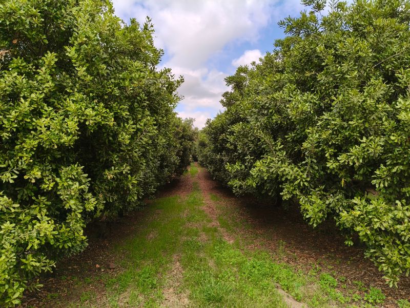 303ha Commercial Macadamia Farm For Sale - Photo 3