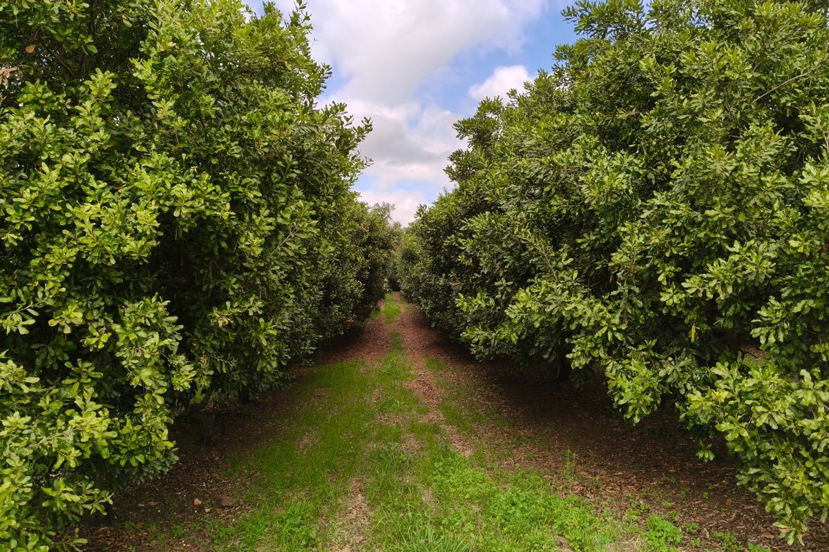 303ha Commercial Macadamia Farm For Sale - Photo 3