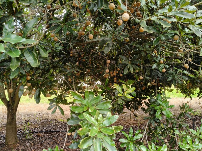303ha Commercial Macadamia Farm For Sale - Photo 4