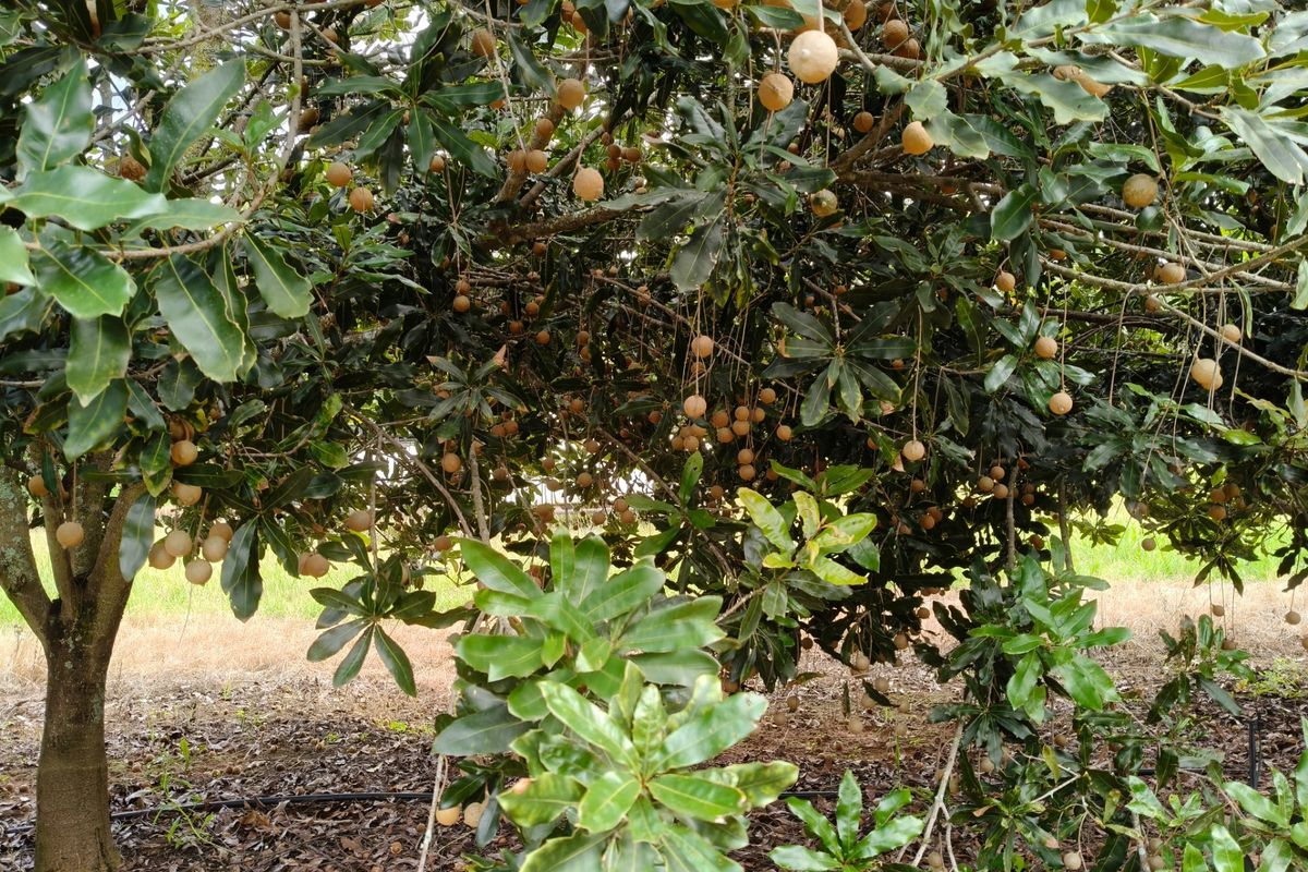 303ha Commercial Macadamia Farm For Sale - Photo 4