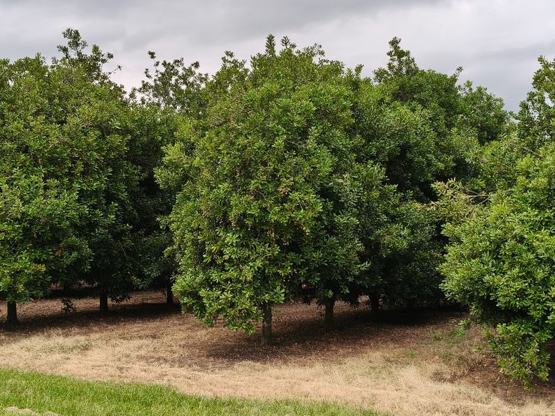 303ha Commercial Macadamia Farm For Sale - Photo 7