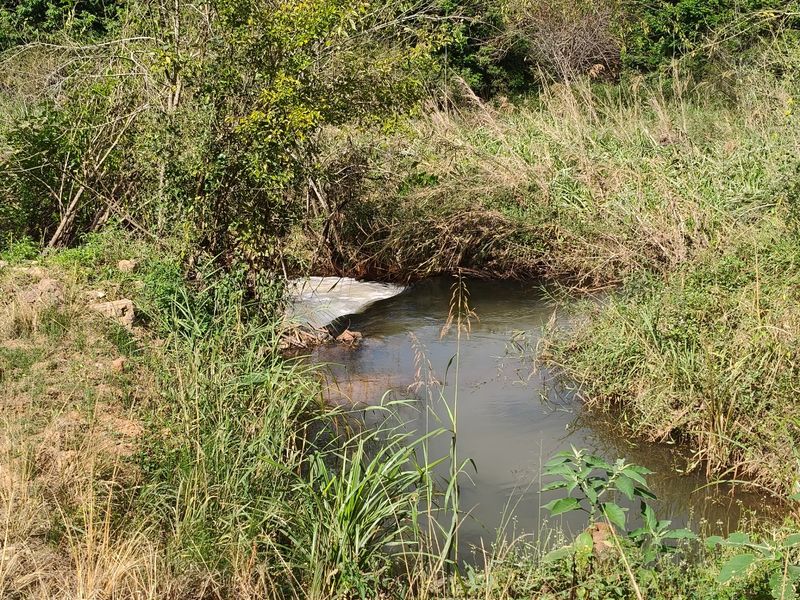 303ha Commercial Macadamia Farm For Sale - Photo 8