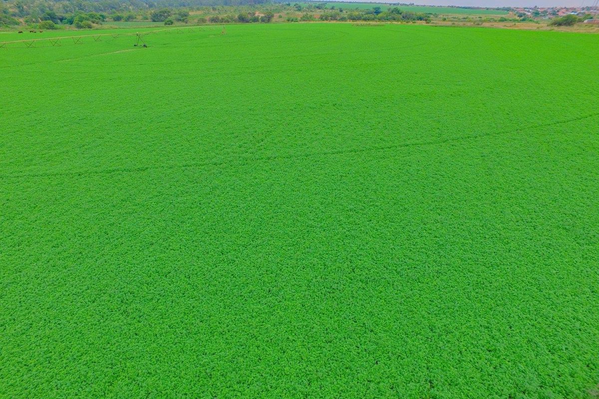 Lucrative investment opportunity - 128 hectare fertile agricultural land - Photo 4
