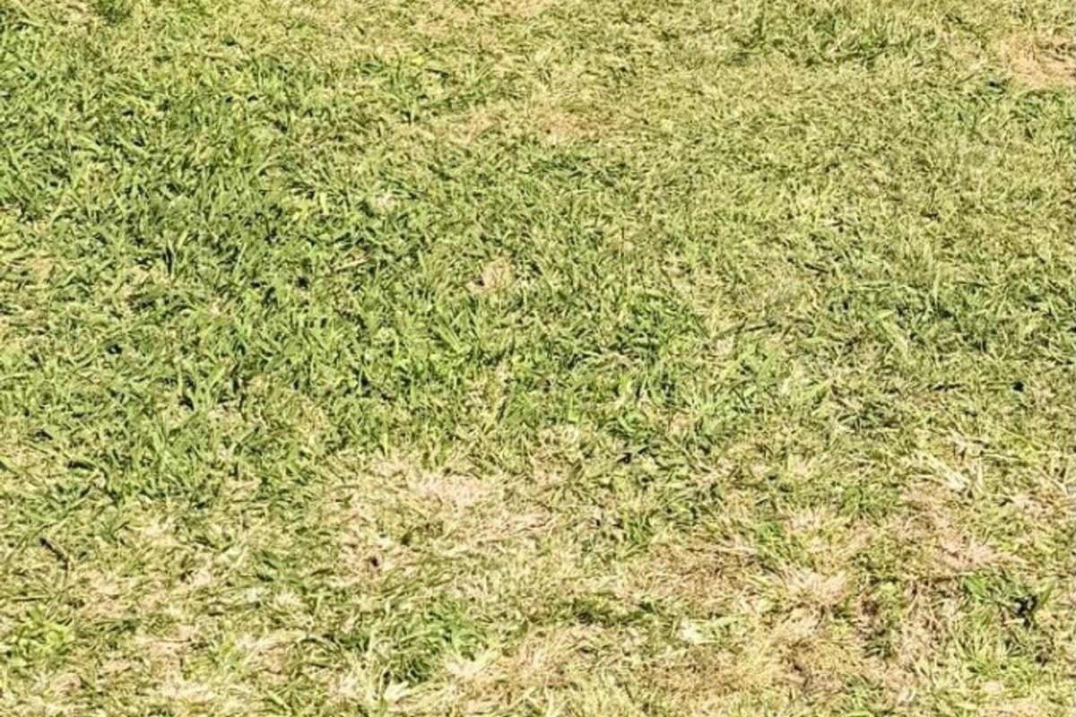 A view of the grass-covered vacant residential land with a concrete border edge.