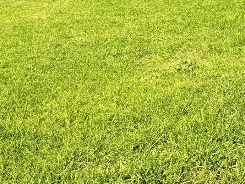 A view of a residential lawn area with paved edging, suitable for landscaping or development.