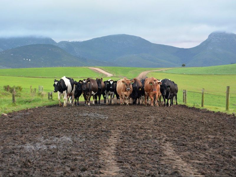 Farm For Sale in Humansdorp Rural, Humansdorp - Photo 2