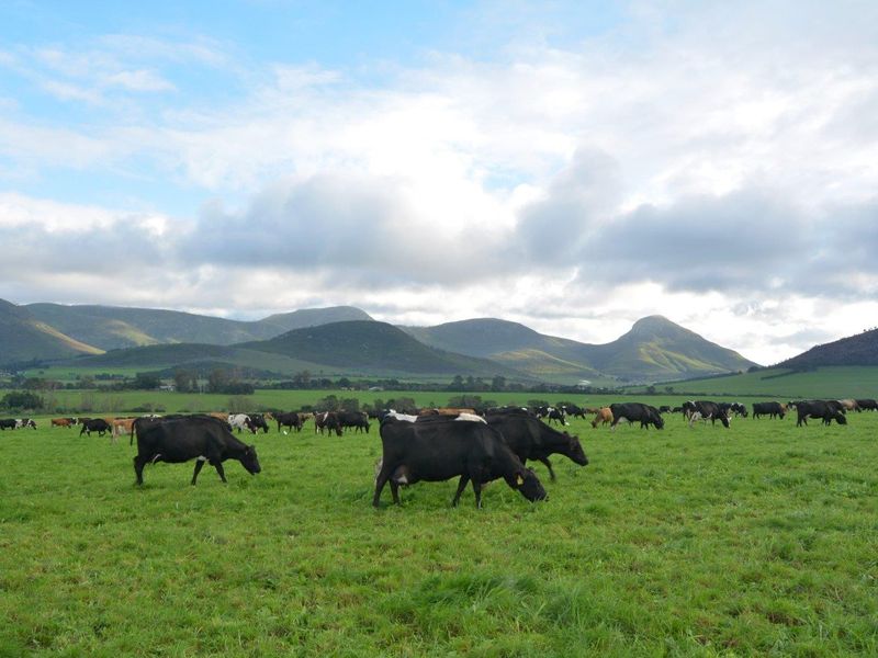 Farm For Sale in Humansdorp Rural, Humansdorp - Photo 3
