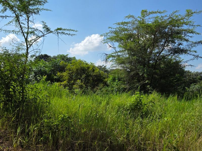 A view of the vacant residential land featuring natural vegetation, tall grasses, and mature trees under a clear blue sky.