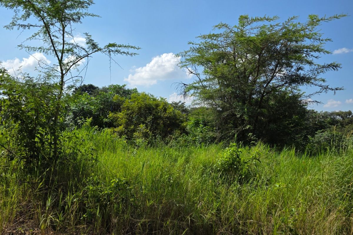 A view of the vacant residential land featuring natural vegetation, tall grasses, and mature trees under a clear blue sky.