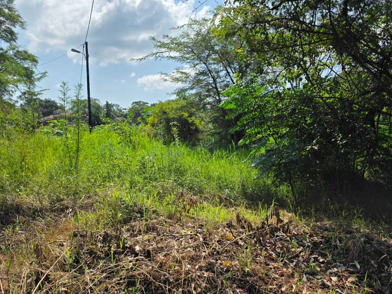 A view of a vacant residential plot featuring dense natural vegetation and mature trees, offering a blank canvas for future development.