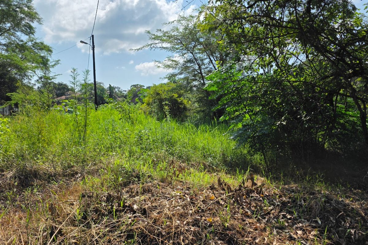 A view of a vacant residential plot featuring dense natural vegetation and mature trees, offering a blank canvas for future development.