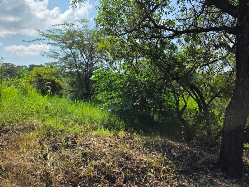 A view of the vacant residential land featuring established trees and natural vegetation, suitable for future development.