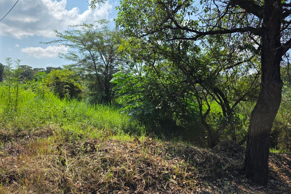 A view of the vacant residential land featuring established trees and natural vegetation, suitable for future development.
