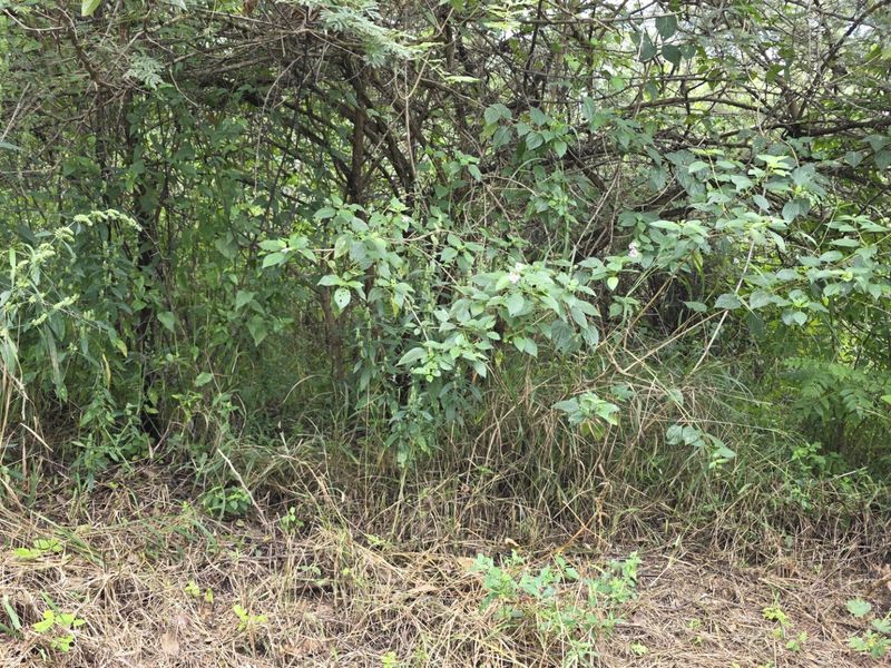 A view of the vacant residential land featuring dense, overgrown natural vegetation and trees.