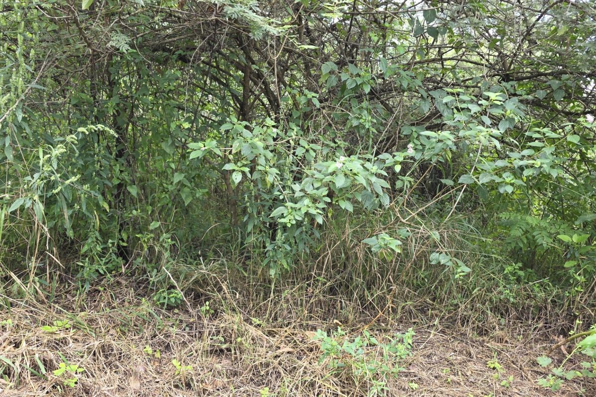 A view of the vacant residential land featuring dense, overgrown natural vegetation and trees.