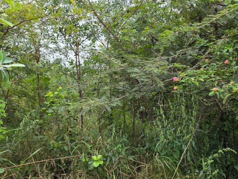 A view of the densely vegetated vacant residential land, featuring established trees and natural shrubbery across the plot.