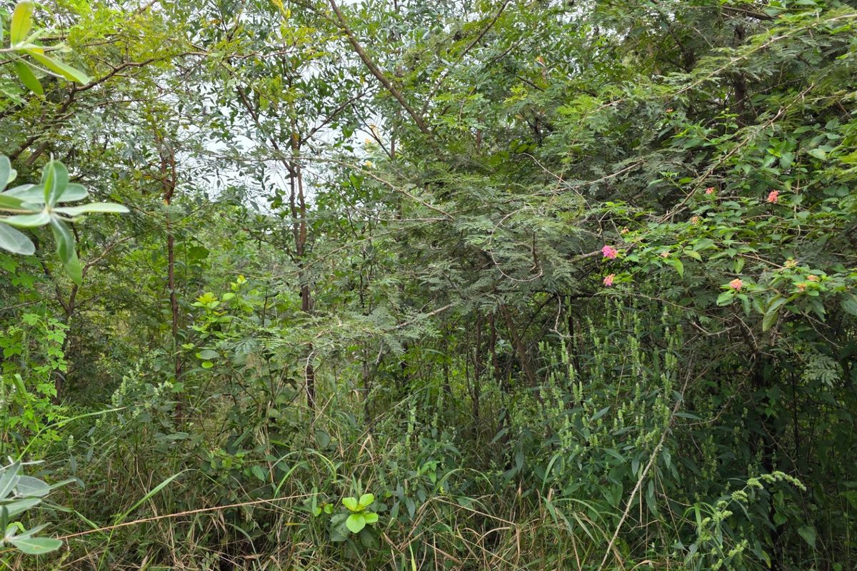 A view of the densely vegetated vacant residential land, featuring established trees and natural shrubbery across the plot.