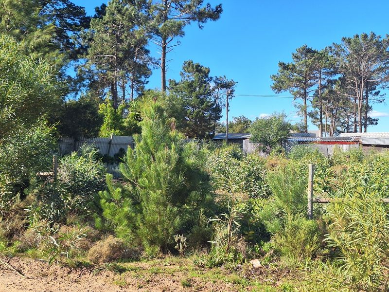 A view of a vacant residential plot featuring established trees, dense vegetation, and perimeter fencing.