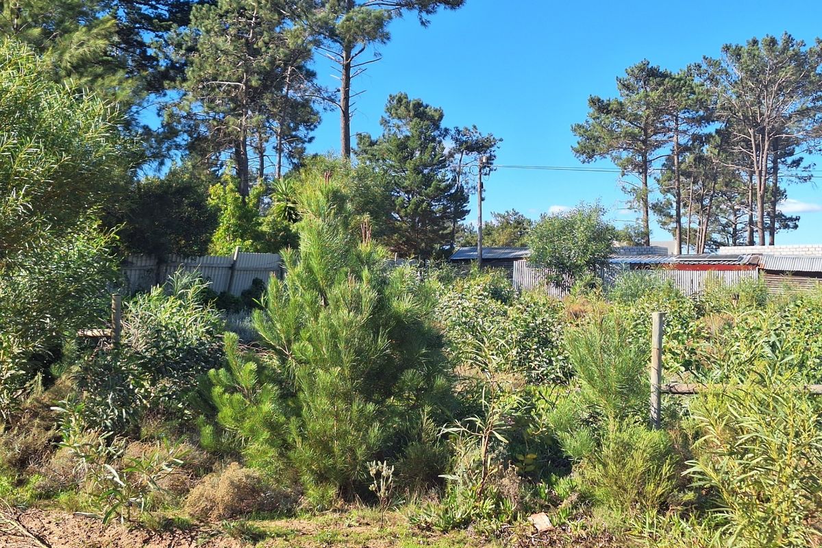 A view of a vacant residential plot featuring established trees, dense vegetation, and perimeter fencing.