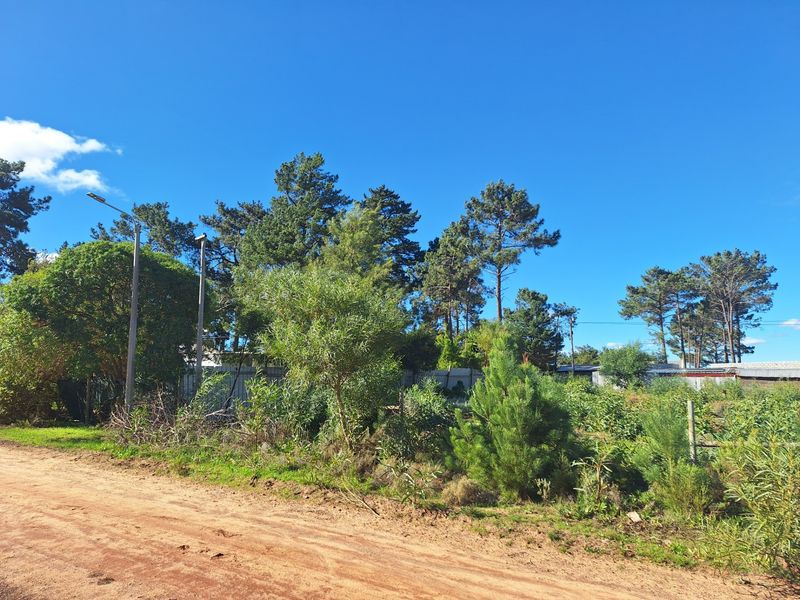 A view of a vacant residential plot featuring natural vegetation, mature trees, and a dirt road frontage.