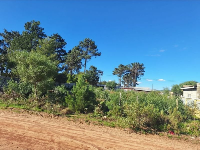 A view of a vacant residential plot featuring natural vegetation, mature trees, and a dirt road frontage.