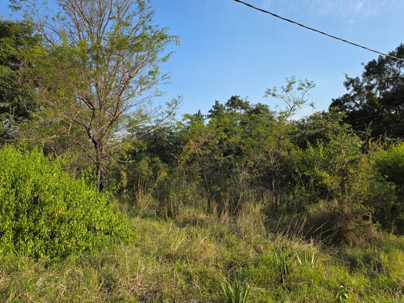 A view of a vacant residential plot featuring established trees and natural vegetation, suitable for future development.