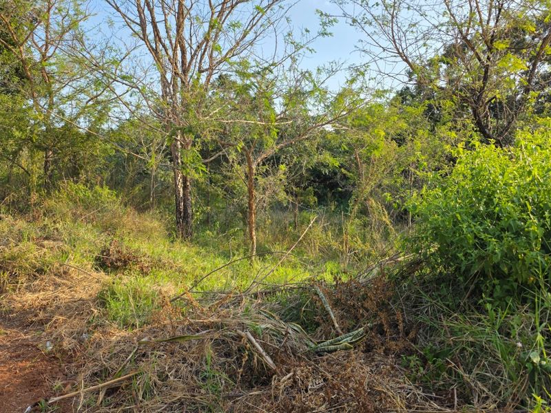 A view of a vacant residential plot featuring natural vegetation, trees, and shrubs, suitable for future development.