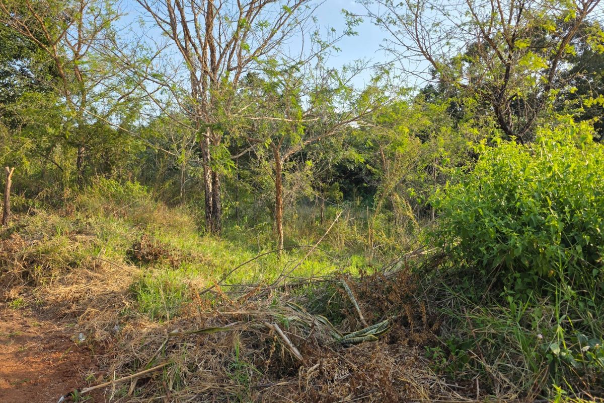 A view of a vacant residential plot featuring natural vegetation, trees, and shrubs, suitable for future development.