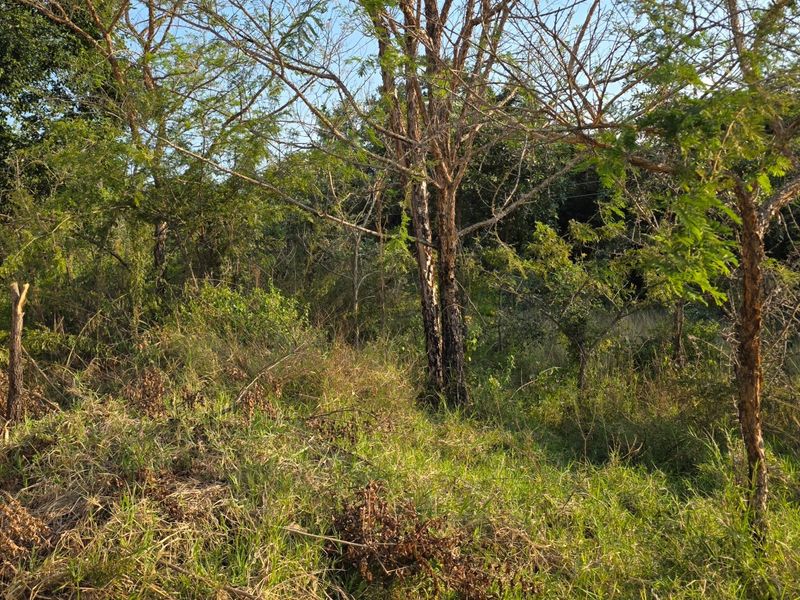 A view of the vacant residential land featuring natural vegetation, mature trees, and overgrown grass, suitable for future development.