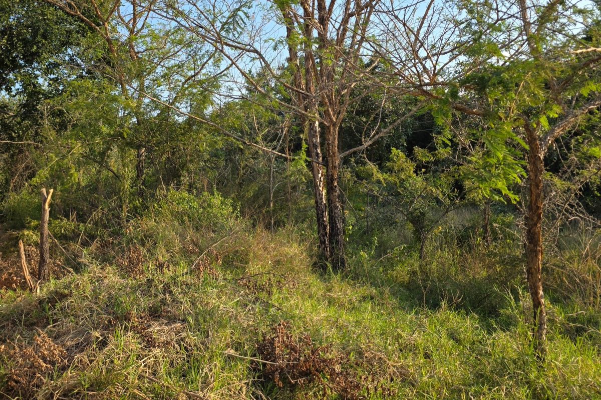 A view of the vacant residential land featuring natural vegetation, mature trees, and overgrown grass, suitable for future development.