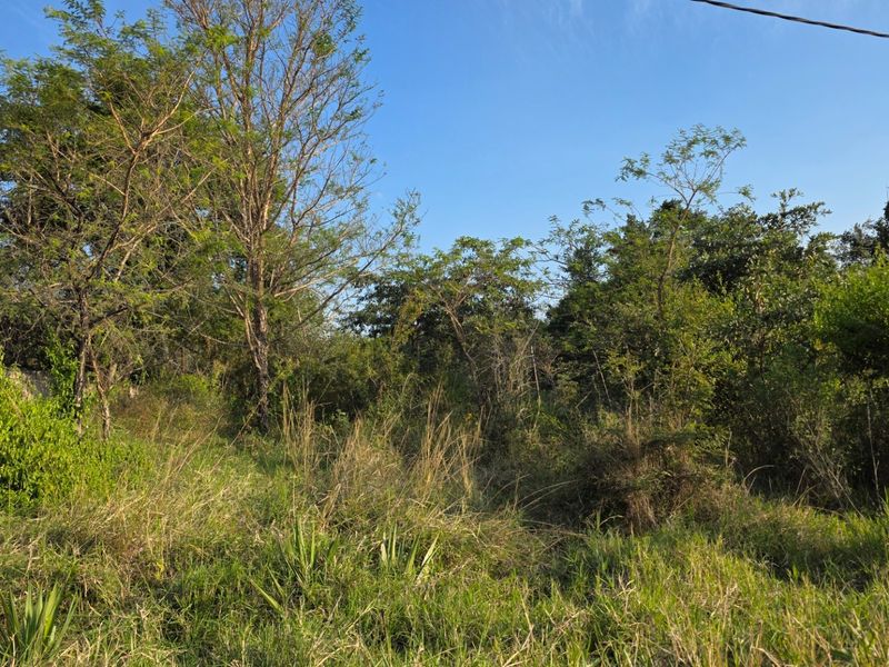 A view of the vacant residential land featuring natural vegetation, mature trees, and open grass areas.