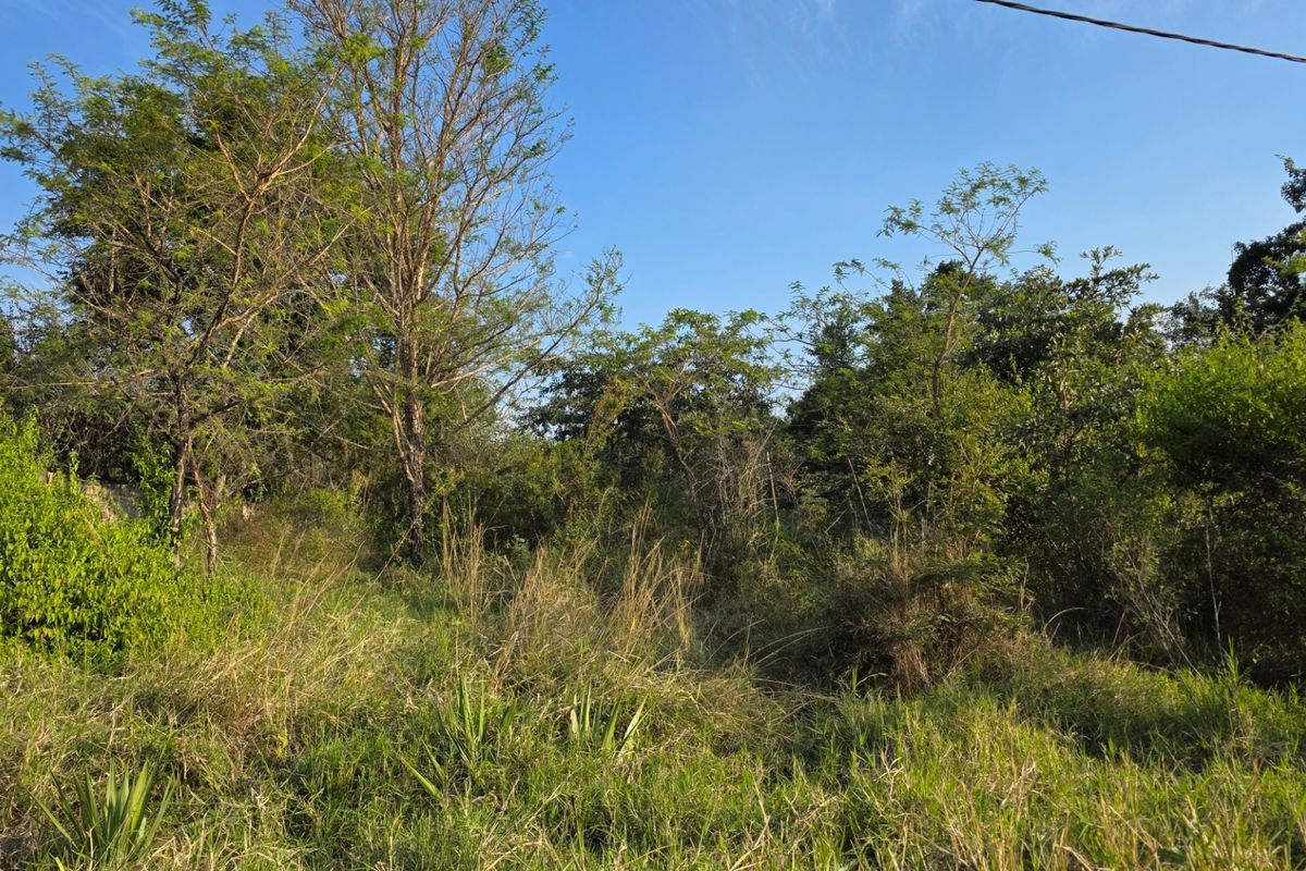 A view of the vacant residential land featuring natural vegetation, mature trees, and open grass areas.