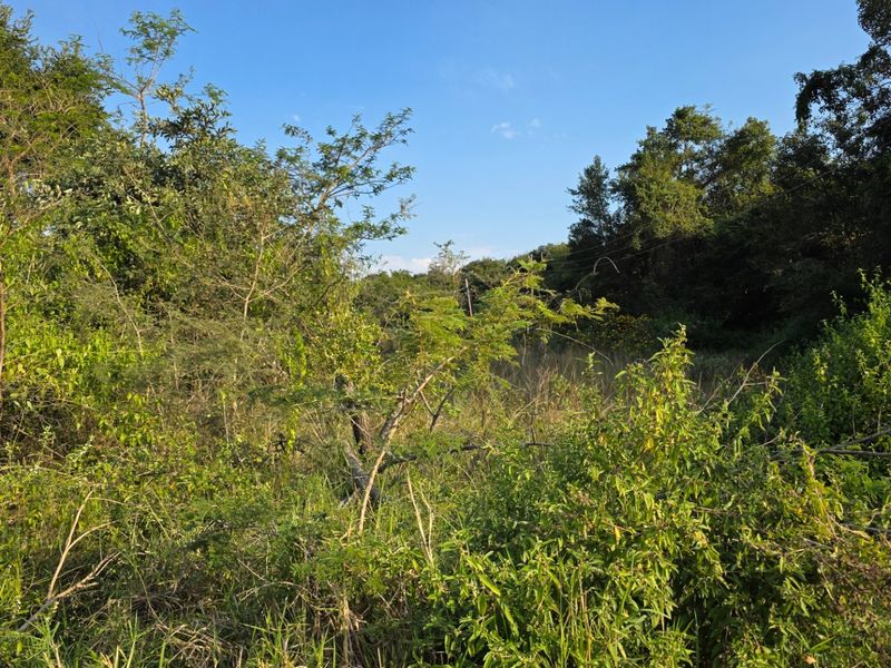 A view of the vacant residential land featuring dense natural vegetation and mature trees across the property.